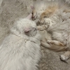 久しぶりイタリアン：猫は争いごとを避ける