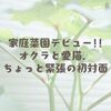 家庭菜園デビュー!!オクラと愛猫、ちょっと緊張の初対面