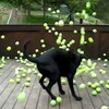 ボール好きの犬にいたずらしてみたwww