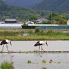 理想的な里山の風景
