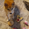 出してはみたけど、だよ