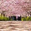 デンマーク（Denmark  🇩🇰）：　Copenhagen cherry tree blossom has begun