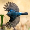 【野鳥】八王子の城址で野鳥撮影とか地元でルリビタキとか