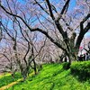 桜堤