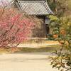 嵐山の隠れた名所！大覚寺では「左近の梅」が必見｜見頃の時期、見どころ、アクセス（京都府京都市右京区嵯峨大沢町）