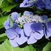 紫陽花とあんみつ。
