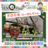 天空SDGS　緑を増やそう大作戦　#13-8　ローゼルジャム