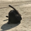 春のオブジェ？