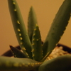 ラモシシマ実生②