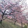 東京・町田でも「河津桜」が咲き出しました
