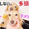 失敗しない為の多頭飼いのメリット＆デメリット