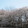 小金井公園_桜（東京都武蔵野市）