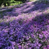 砂糖ばらまく　花でも咲く？😁