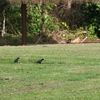 オオコウウチョウ Giant Cowbird