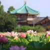 上野公園不忍池で蓮の花が満開！週末のおでかけにおすすめ｜2025年7月23日撮影の写真（東京都台東区）