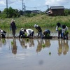 田植え