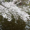 岡崎の桜の名所に花見に行ってきたよ！