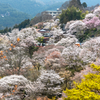 奈良県の桜の絶景スポット！やはり吉野山は別格だぞ。奈良県お花見バイクツーリング