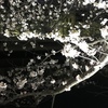 夜桜in大横川その３