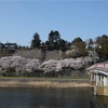 4月7日の朝散歩(桜橋から上菊橋まで)