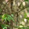 蚊を捕る？カトリヤンマ