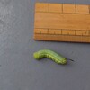 オオスカシバの青虫