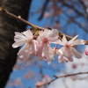 桜の開花宣言「金沢」