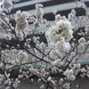 春ですねー、桜咲く。