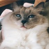 わずらわしい