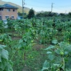 ひまわり🌻片付け