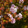 十月桜「奥卯辰山県民公園」（速報）