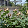 鉢植えの施肥など
