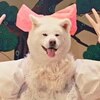 「MOFU MOFU☆DOGS」秋田犬の曲！笑える…と思う！