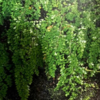 万葉集の世界に飛び込もう（その３３６４）―万葉一日一葉　「植物で見る万葉の世界」（國學院大學「万葉の花の会」発行）より」―にこぐさ［ハコネソウ］
