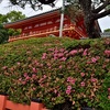 八坂神社のサツキ、見頃や開花状況。