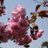 早くも、「サトザクラ（里桜）」が咲きました。