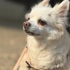 老犬ホームあん｜新人さん マリン^^