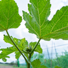 夏野菜の王者！？オクラを植えてみました♪