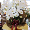 DAILY  FLOWERS !!