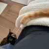 気になるしっぽ。