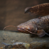 イワトコナマズ  Silurus lithophilus