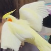 薬3日目とくーころさんの嫉妬？アピール全開！🐥きいまる日記：