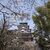 ３年ぶりに広島城で花見をしてきました！！（２０２３年３月２５日）
