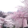 ひとりお花見。とにかく撮って出し！