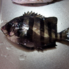 【雑記】　防波堤でイシダイを釣りました