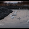 安曇野　【白鳥】27羽に　【雪解け風景】