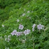 北海道、トムラウシ山登山