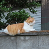 ネコちゃんのお気に入り場所