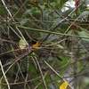 シロハラキミドリイカル(Black-faced Grosbeak)