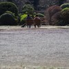 曇り空の新宿御苑を散歩